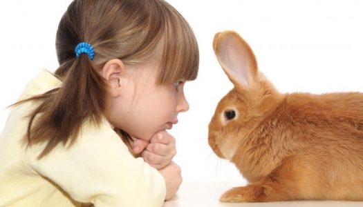 Kinderen en dieren