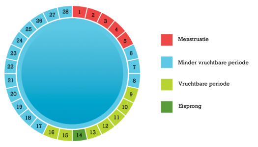 De menstruatiecyclus